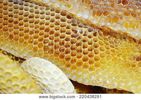 apis melifera rodopica natural honey macro picrute