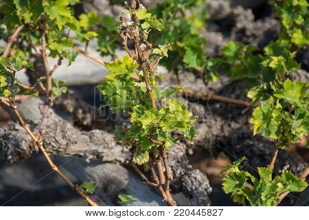 Lanzarote vineyards build on lava, La Geria wine region, malvasia grape vine in winter