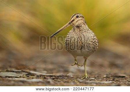 South American snipe walking on the rocks, Falkland Islands.