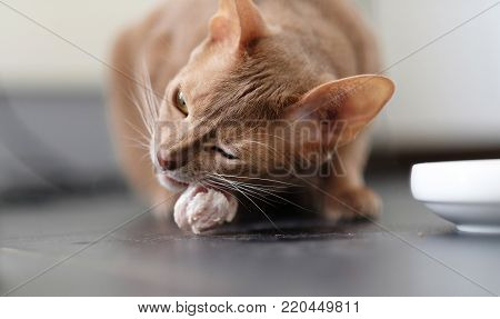 Red cat eats. adorable animal at the litchen