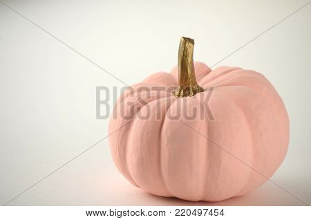 Blush pink pumpkins with gold stems on solid color background with copy space. Nontraditional fall, harvest and Thanksgiving theme.