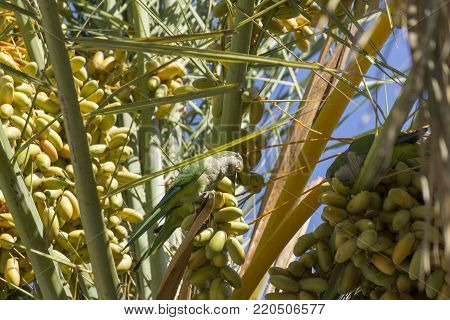 Myiopsitta monachus in a natural environment. Fuengirola. Spain.