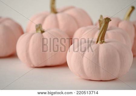 Blush pink pumpkins with gold stems on solid color background with copy space. Nontraditional fall, harvest and Thanksgiving theme.