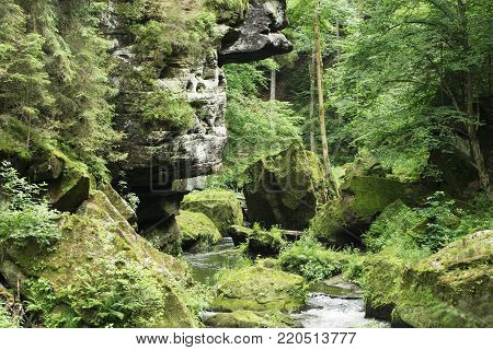 Sunshine forest trees. Sun through green forest nature. Forest in light. Summer forest. Tranquility of green forest nature