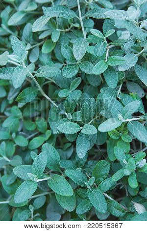 Teucrium Fruticans Azurea Germander Shrub with Green Blue Small Leaves. Botanical Foliage Pattern Background. Website Poster Banner Template. Copy Space