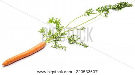 One fresh long orange carrot with green leaves isolated on white background