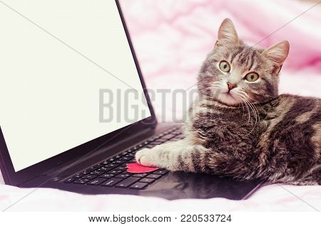 cat at the computer, look at the camera, pink background