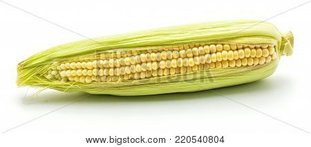 Ear of fresh sweet corn isolated on white background