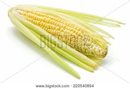 Fresh ear of sweet corn isolated on white background