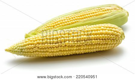 Two fresh corn isolated on white background