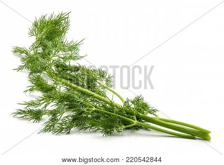 Fresh florence fennel branch isolated on white background