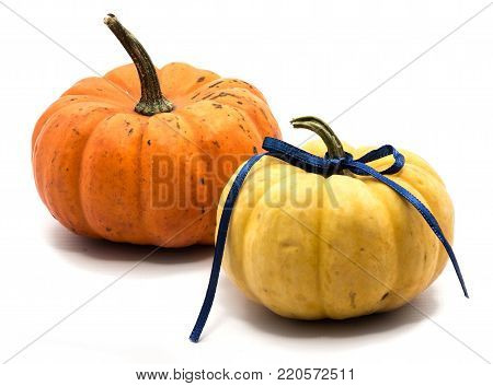 Two whole yellow and orange pumpkins with an indigo bow isolated on white background
