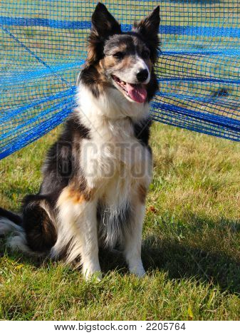 Border Collie