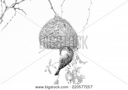 Male Southern Masked Weaver building his nest. Monochrome