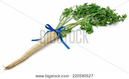 One fresh parsley root with leaves tied by blue ribbon isolated on white background