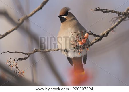 Waxwing on the branch of the Ashberry eats berries