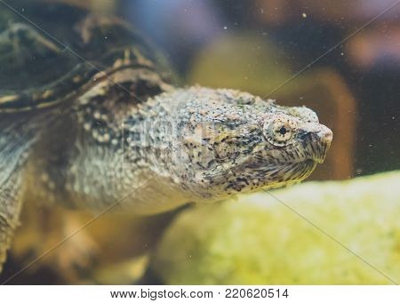 Common Snapping Turtle In The Zoo. Chelydra Serpentina.