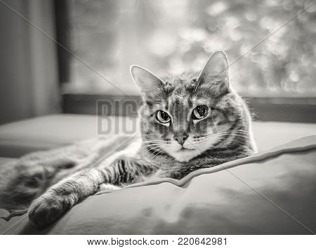 Portrait of Beautiful, Tabby Cat, Lounging on Sofa, Looking at Camera
