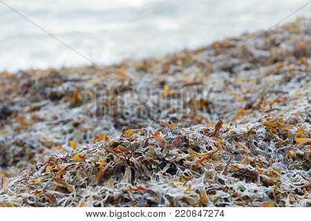 Seaweed Or Bladderwrack On The Beach A Cold Winter Day