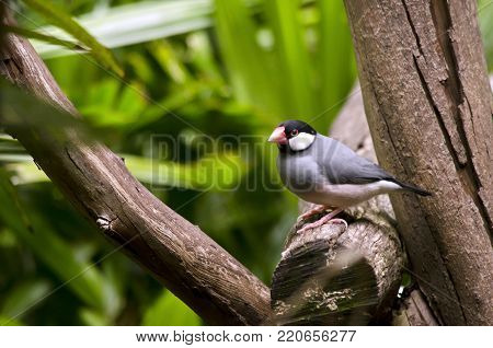 the Java sparrow is sitting in a tree