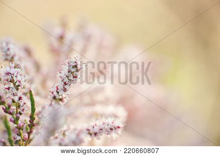 Macro View Of Flower Tamarisk. Soft Focus. Pink Fluffy Tamarix Branches. Tamarisk Or Tamarix Ramosis