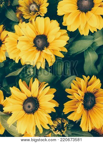 Close Up Photo of Vibrant Yellow Daisy Flowers in Bloom