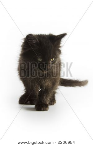 Gatinho preto