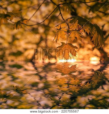 Autumn Leafe. Season Concept. Can be Use for Background. Beautiful nature autumn background with branch reflection in water