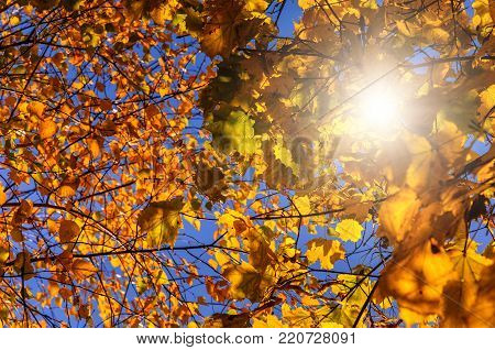 colorful leaf on the perfect blue sky on the background. wonderful autumn background. abstract texture in nature. soft lihgt effect