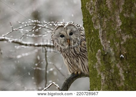 Strix uralensis. He lives in Europe and Asia. In Czech it is rare. Beautiful image of the owl. Nature. From Owl's Life.