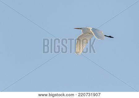 Great Egret (casmerodius Alba)
