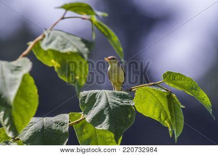 Melodious Warbler (hippolais Polyglotta)