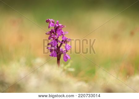 Orchis morio. Orchid in nature in the Czech Republic. Wild nature. A very rare plant. Plant photographed in the morning. The sun in the photo. Beautiful nature. Wild orchids on the morning meadow. Nature. Beautiful picture. Spring.