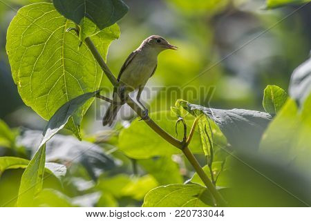 Melodious Warbler (hippolais Polyglotta)