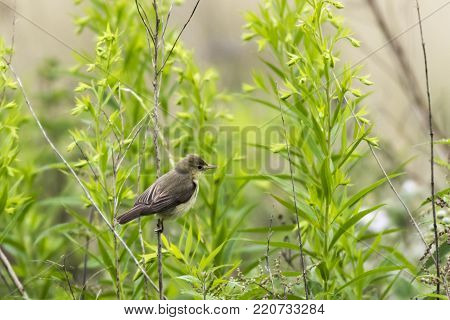 Melodious Warbler (hippolais Polyglotta)