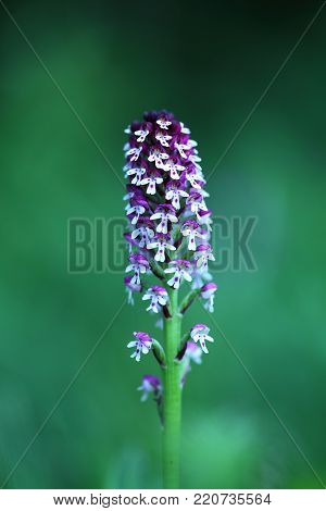 Orchis ustulata. The plant is found throughout Europe from northern Spain to southern Scandinavia. Grows in sunny meadows and pastures.