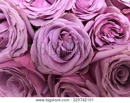 Full Frame Horizontal Image of Lush Pink Roses Close Up