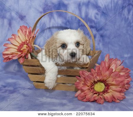 Szczeniak Cavachon