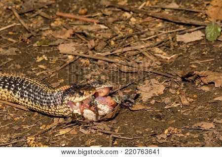 An Eastern Garter Snake eating a Gray Tree Frog.