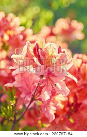 Orange Rhododendron flowers blooming outdoors in the garden in summer
