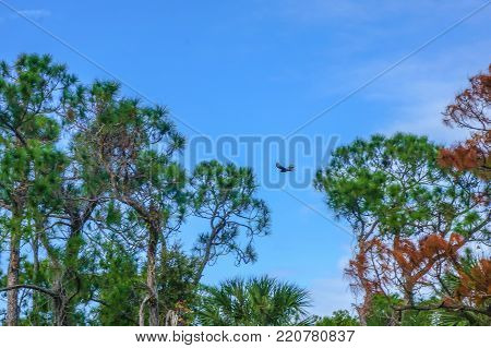 bird flying between slash pine trees in the Florida autumn