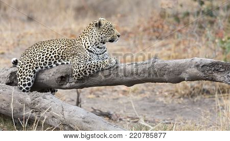 Leopard resting on a fallen tree log to rest after hunting