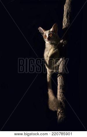 Bushbaby clinging to a branch in the dark illuminated by a spotlight