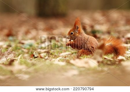 Sciurus vulgaris. The squirrel was photographed in the Czech Republic. Squirrel is a medium-sized rodent. Inhabiting a wide territory ranging from Western Europe to Eastern Asia.Animal in the wild. Beautiful picture of a rusty squirrel. Squirrel sitting 