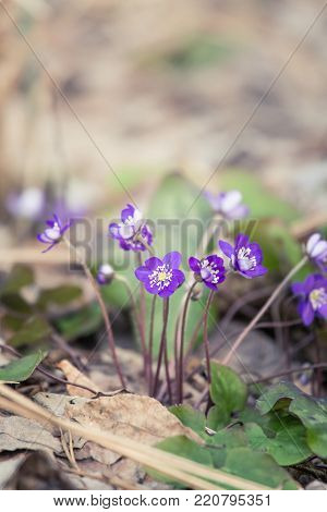 Beautiful fragile liverleaf flowers in spring. Spring blossoms in the forest. Cool film look, low saturation. Vertical image ready for mobile use.