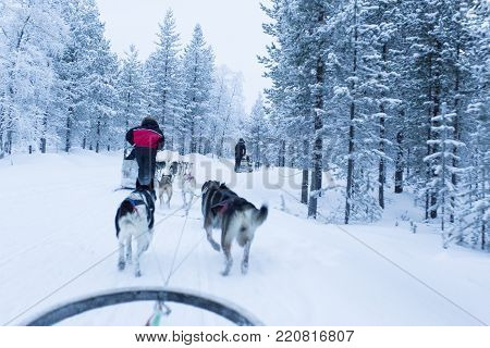 Saariselka, Finland - December 30, 2017: dogsledding in Lapland during polar night