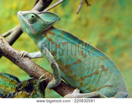 Chameleon, lizard with the ability to change its coloration