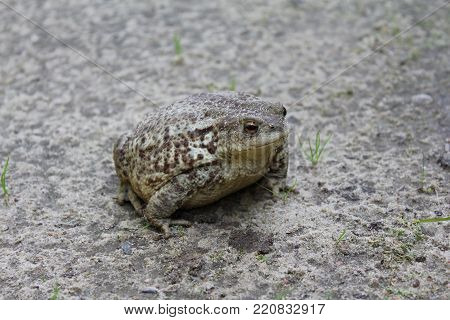 Camouflage among animals, common toad in ground color