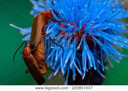 Two red bugs 'making love' on a flower.