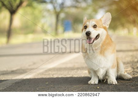 Corgi dog on the grass in summer sunny day